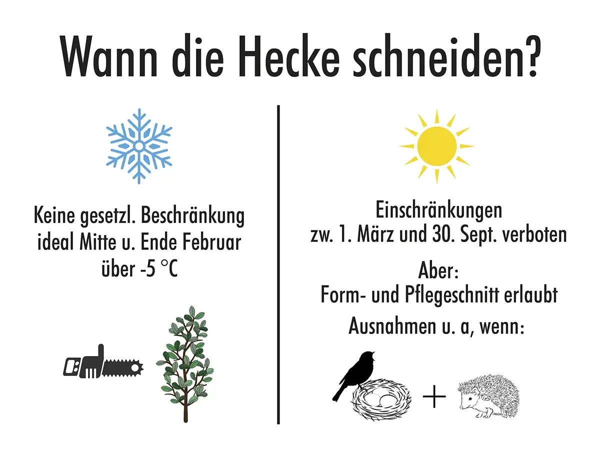Hecke schneiden verboten vom 1. März bis 30. Sept. wegen Vogel- und Igelnestern. Form- und Pflegeschnitte sind erlaubt.