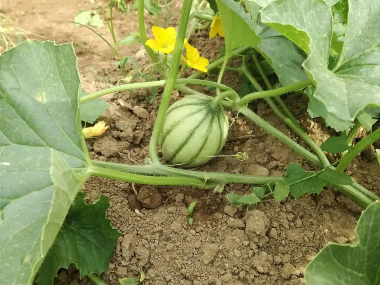 Piccolo melone striato su un terreno fertile, con fiori gialli e foglie verdi. Il potassio per meloni è essenziale per la sua crescita.