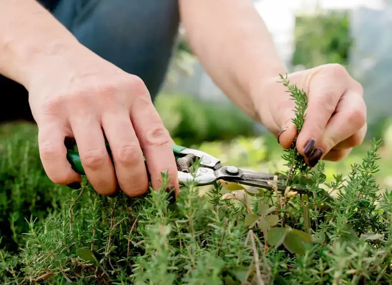 Hände mit einer Gartenschere schneiden frische Kräuter. Der Duft von Thymian ernten liegt in der Luft.