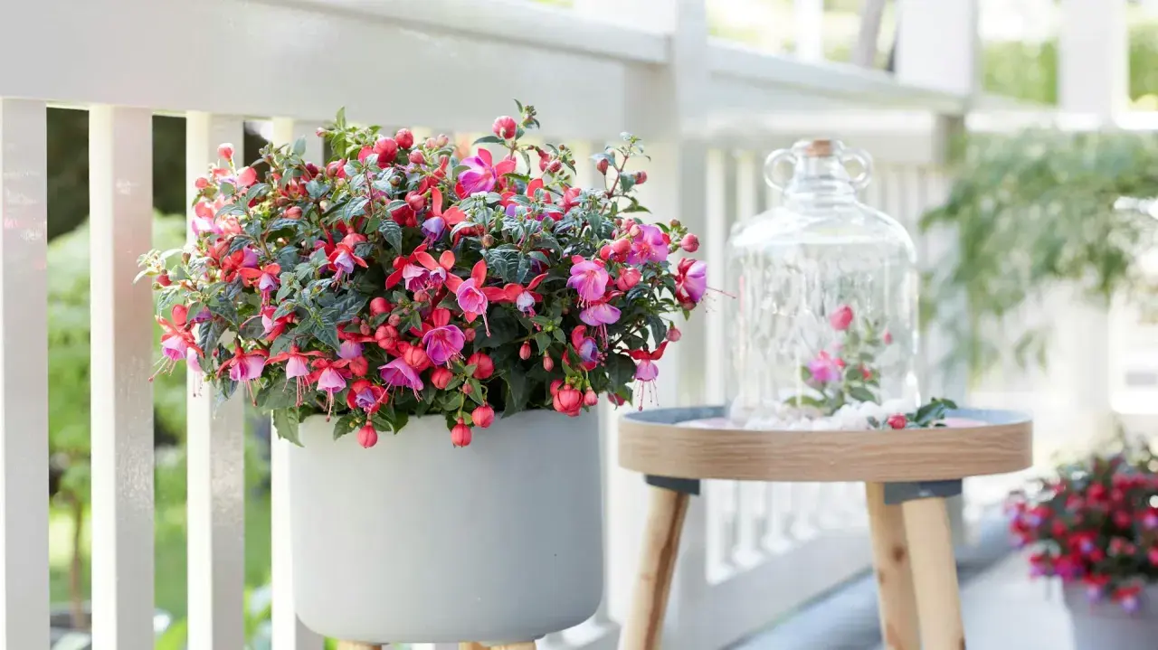 Ein üppiger **Fuchsien-Standort** auf einer Veranda. Eine graue Pflanzschale quillt über mit pink-roten Blüten. Daneben ein Tisch mit Glasglocke und kleiner Fuchsien-Deko.