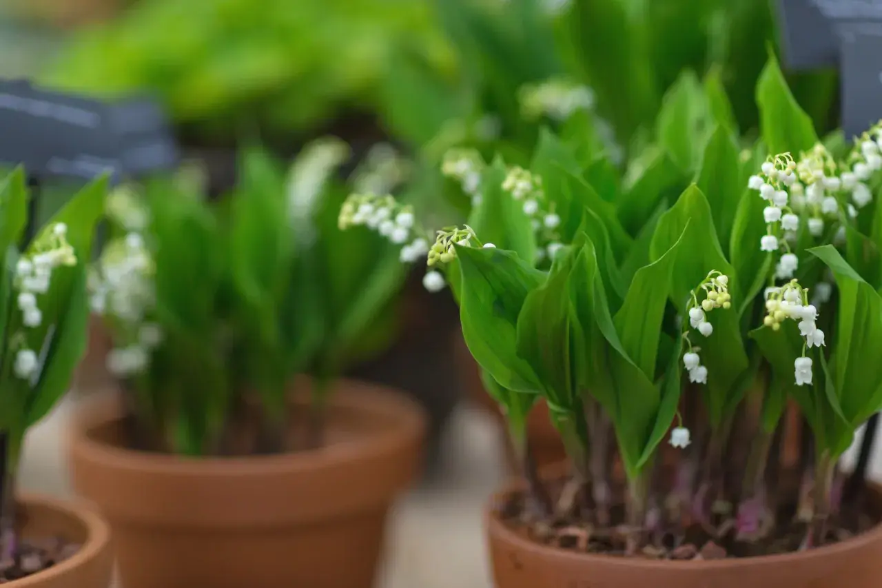 Des clochettes blanches délicates sur des tiges vertes, prêtes à être plantées. Le muguet annonce le printemps.