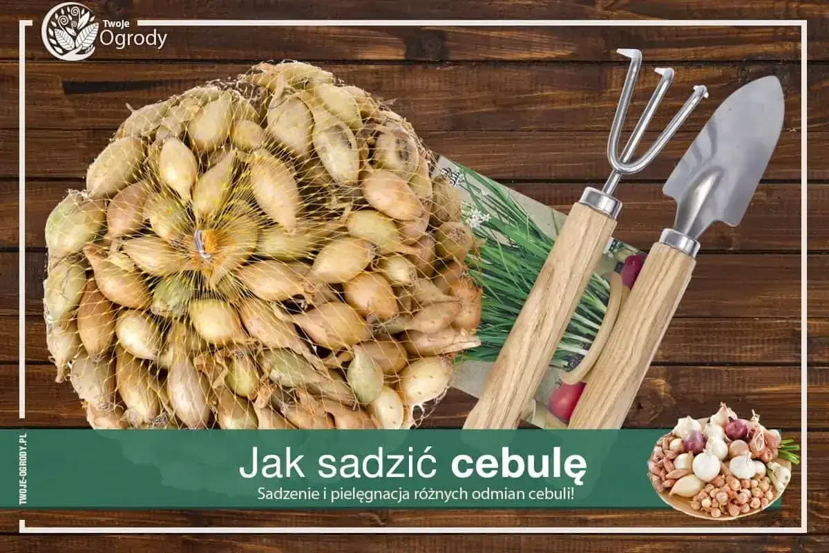 Siatka pełna cebulek dymek, gotowych do sadzenia. Obok mała łopatka i grabki.