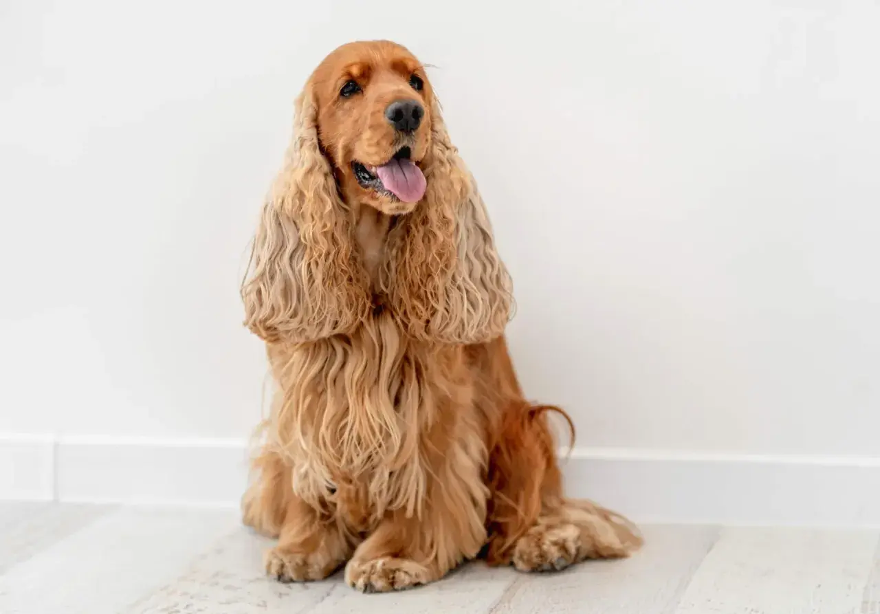 Uroczy cocker spaniel angielski siedzi, dysząc z językiem na zewnątrz. Jego długie, falujące uszy opadają na boki.