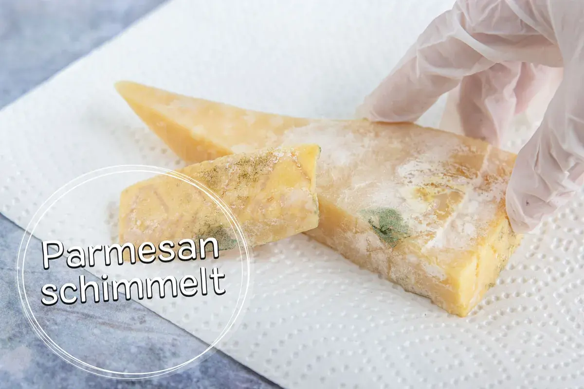 Parmesan mit grünem und weißem Schimmelbefall, der auf einem Küchentuch liegt. Ein Handschuh berührt den Käse.