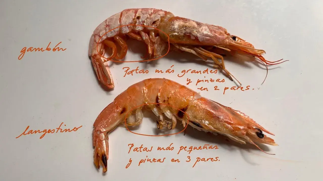 Dos gambones, un marisco con patas más grandes y pinzas en 2 pares, y un langostino con patas más pequeñas y pinzas en 3 pares.