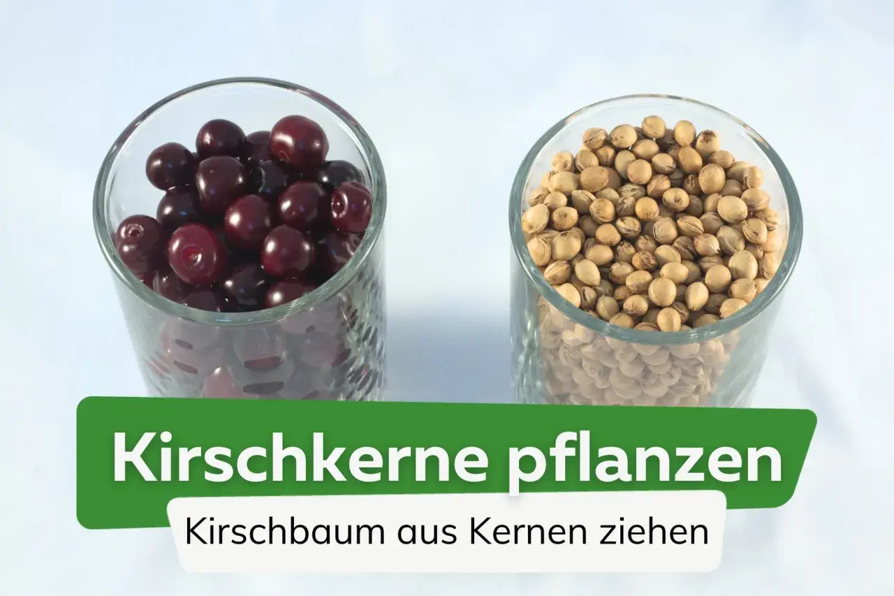 Zwei Gläser: eins mit Kirschen, eins mit Kirschkernen. So kann man einen Kirschbaum aus Kernen ziehen.