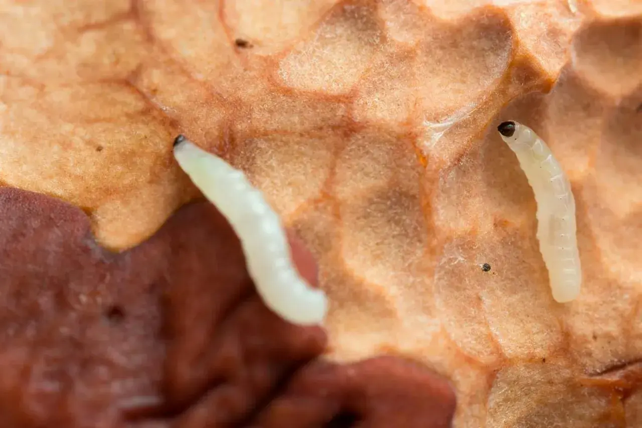Två små, vita larver med mörka huvuden på en orangebrun yta. Deras utseende är ett exempel på hur mimikry betyder överlevnad.