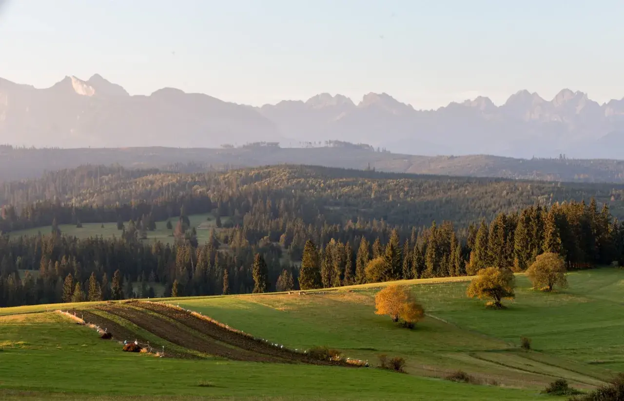 Malowniczy punkt widokowy na Tatry. Zielone wzgórza, lasy i pasące się zwierzęta tworzą sielski krajobraz.