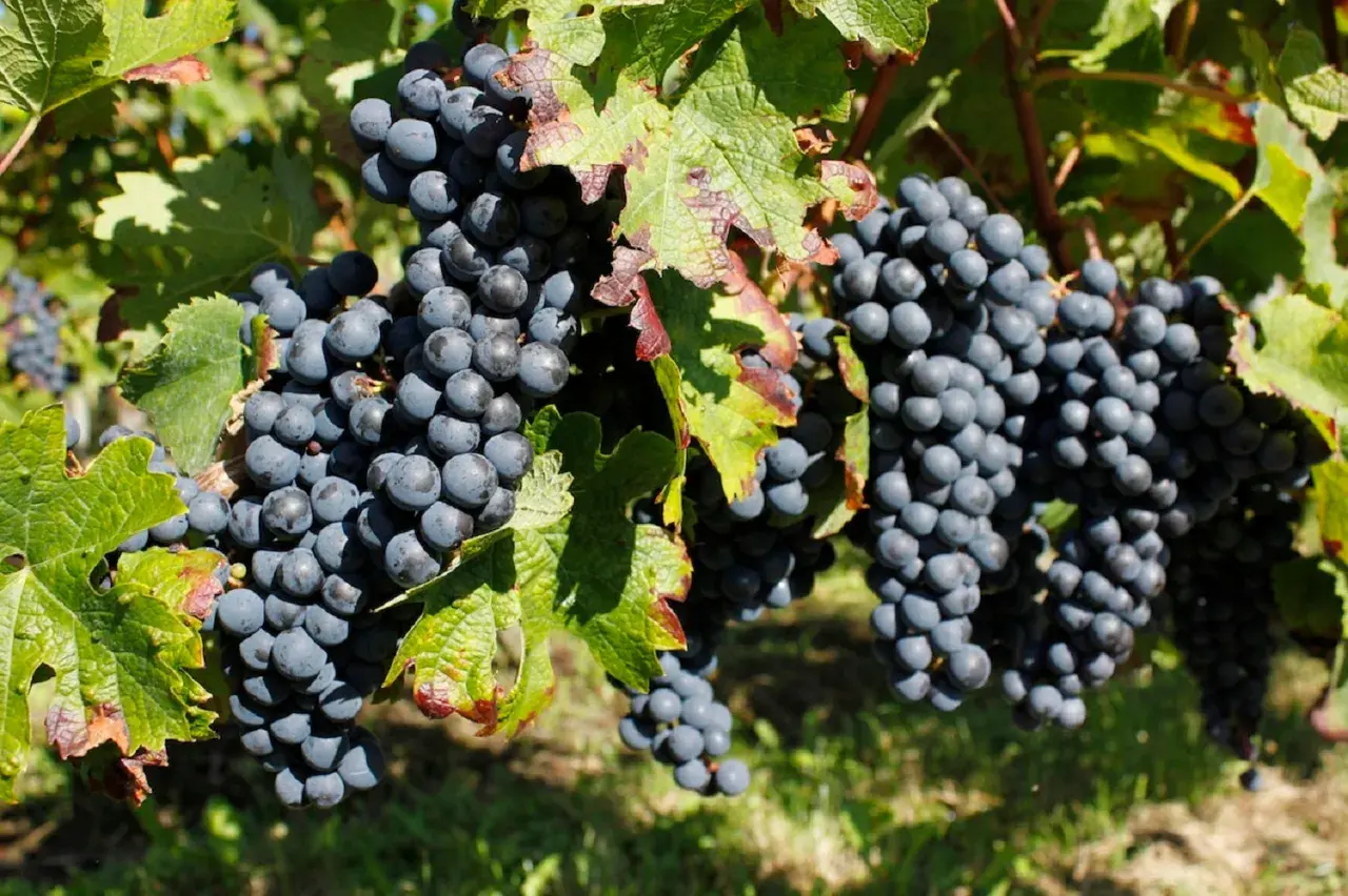 Grappes de merlot mûres sur la vigne, promettant un millésime Pomerol exceptionnel. Le soleil dore les feuilles vertes et les baies sombres.