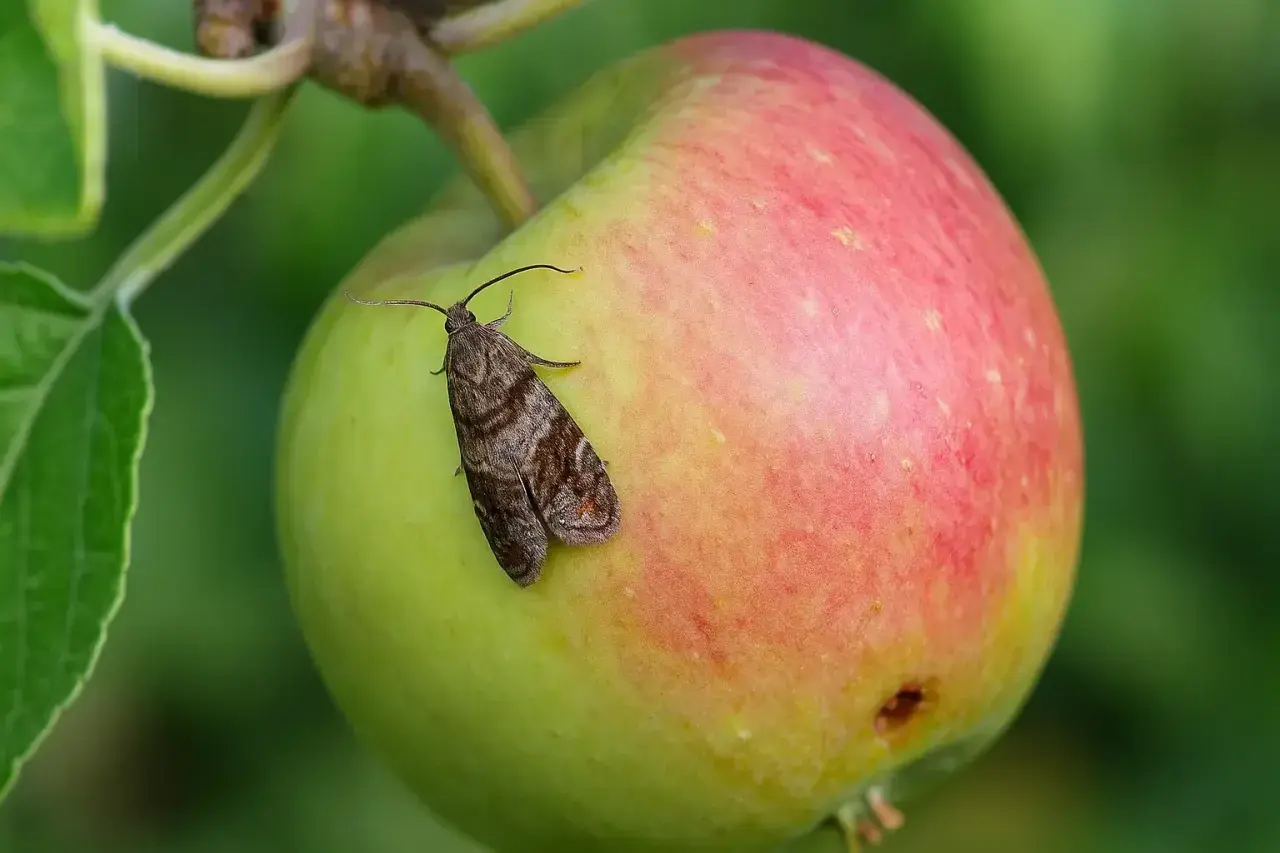 Ein Apfelwickler-Falter sitzt auf einem Apfel. Die Raupe des Apfelwicklers ist ein Schädling, der sich vom Fruchtfleisch ernährt.
