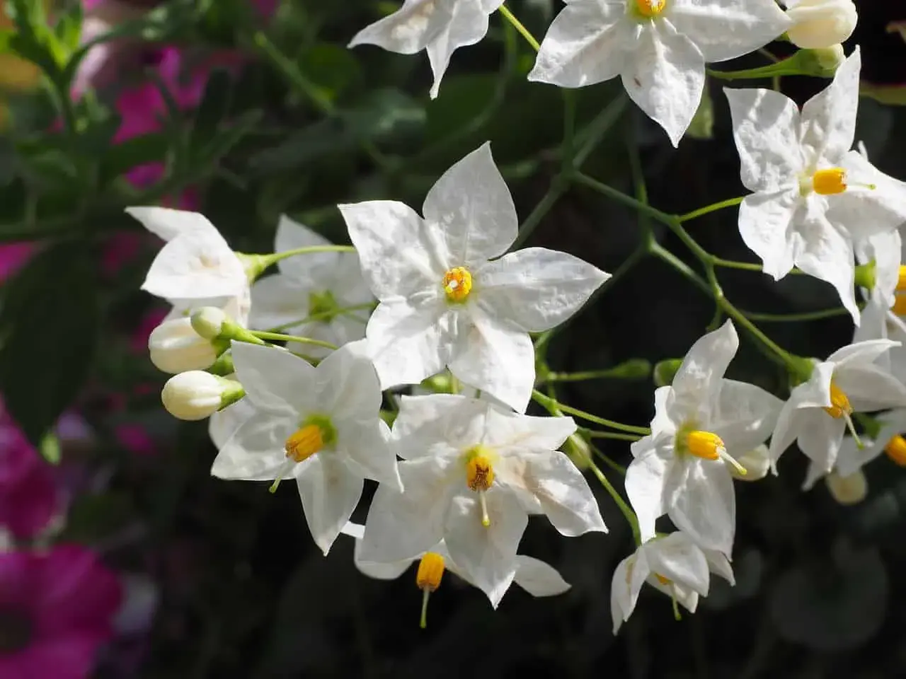 Fiori bianchi a stella con centro giallo, simili a un gelsomino da interno, su uno sfondo scuro e sfocato con tocchi di rosa.