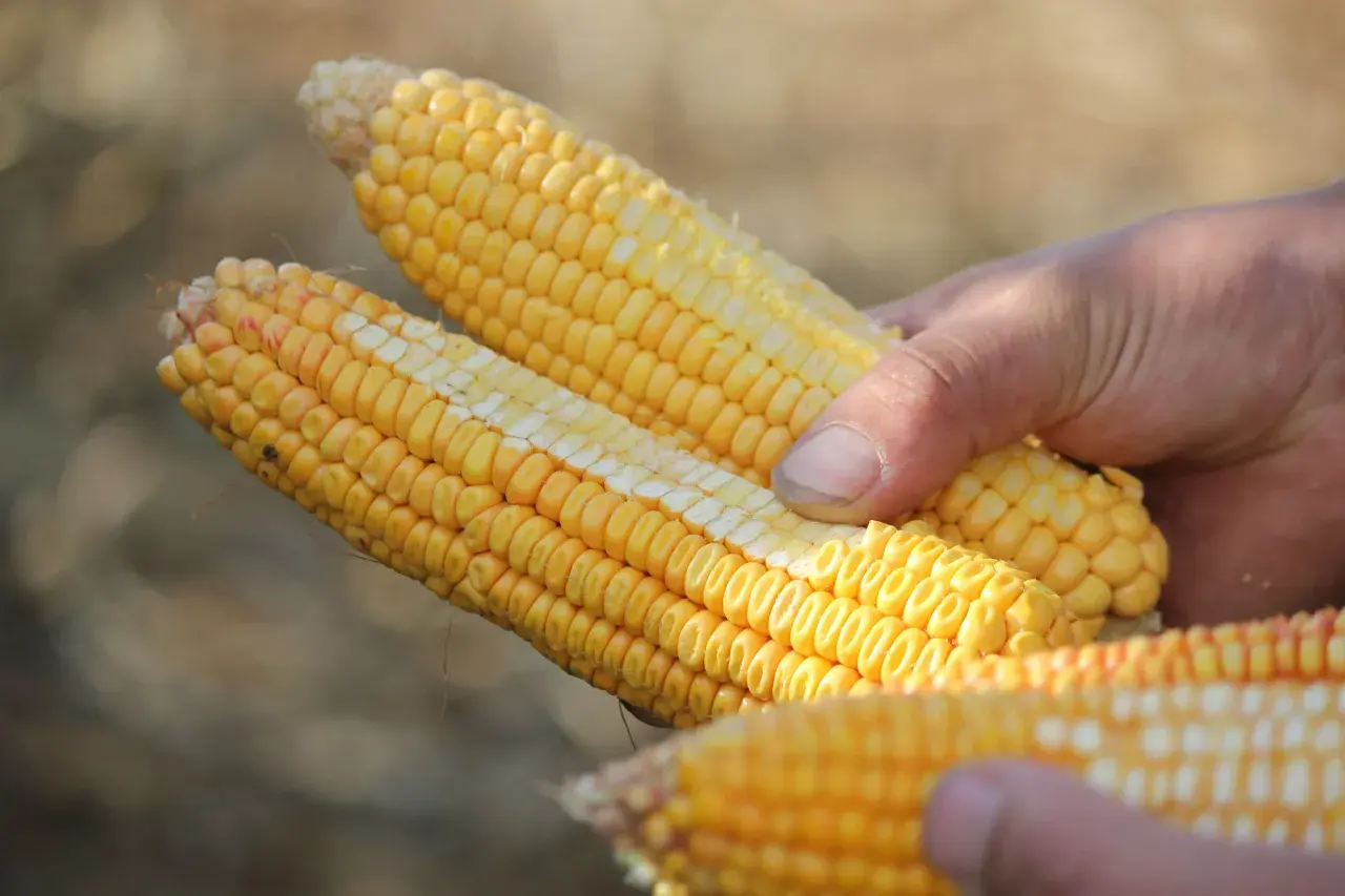 Mains tenant des épis de maïs prêts pour l'ensilage. Le maïs est jaune vif, avec des grains serrés.