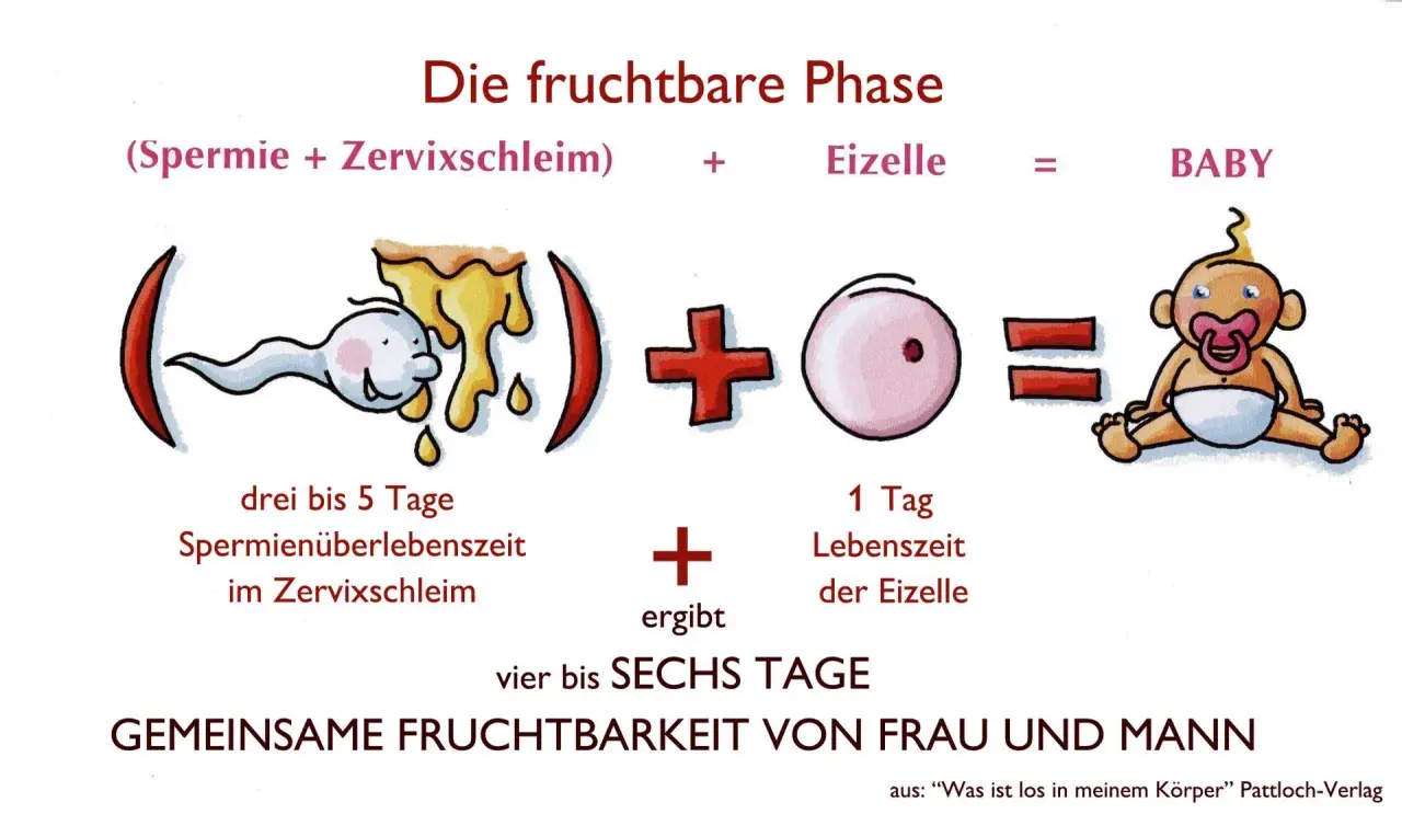 Die fruchtbare Phase: Spermien überleben 3-5 Tage im Zervixschleim, die Eizelle 1 Tag. Die Billings Methode erklärt, wie diese zusammen vier bis sechs Tage lang zu einem Baby führen können.