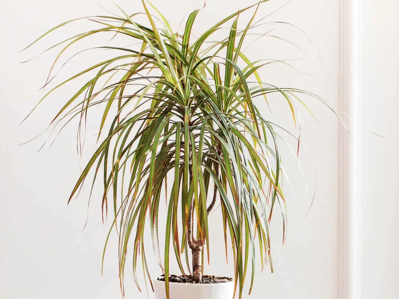 Dracaena marginata, planta de interior con hojas largas y verdes con bordes rojizos. Sus cuidados son sencillos para un hogar luminoso.