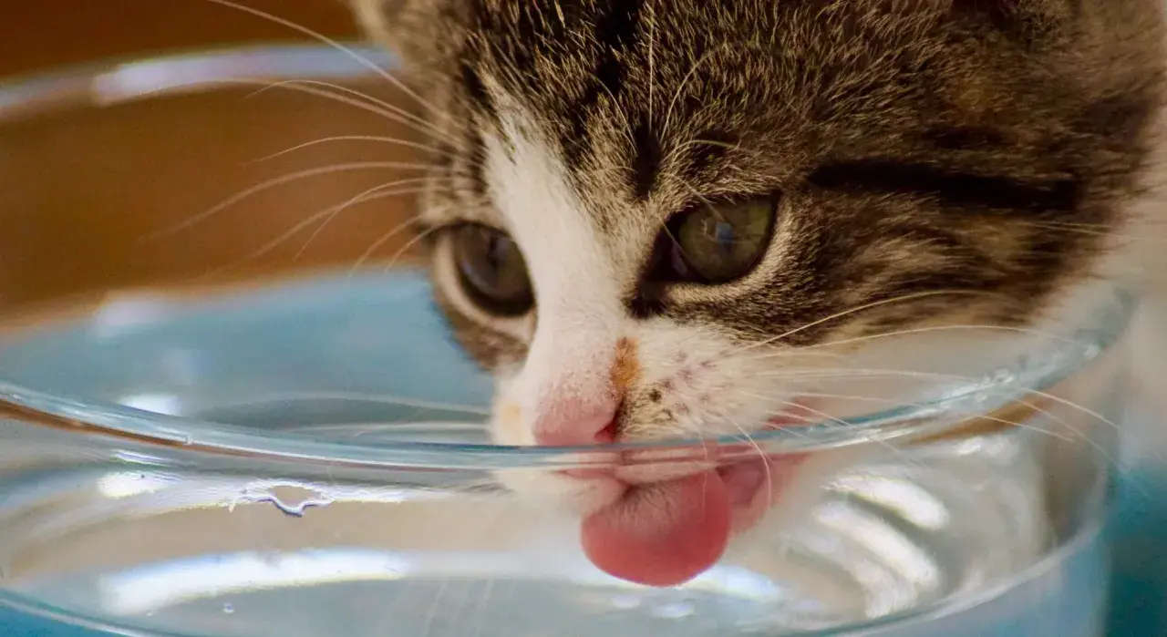 Ein Kätzchen mit grünen Augen leckt vorsichtig Wasser aus einer Schüssel. Die Katze trinkt nicht viel, aber sie versucht es.