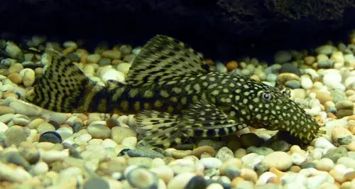 Ile kosztuje glonojad w sklepie zoologicznym? Ceny, które zaskoczą