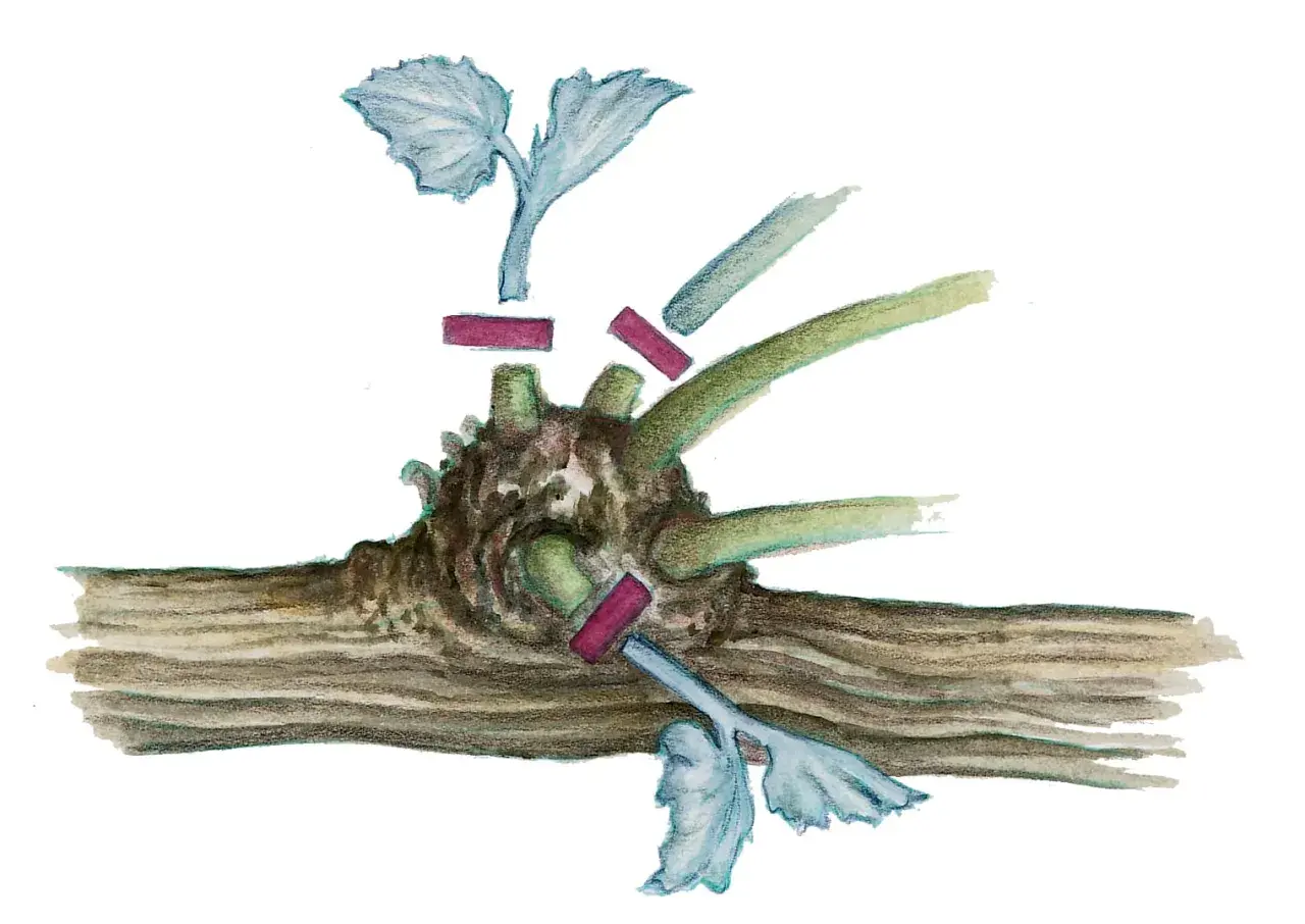 Illustration zeigt das **Wein schneiden** mit einem Rebstock und abgeschnittenen Trieben.