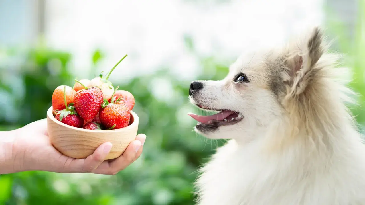A fluffy dog looks curiously at a bowl of strawberries, wondering if dogs eat fruit.