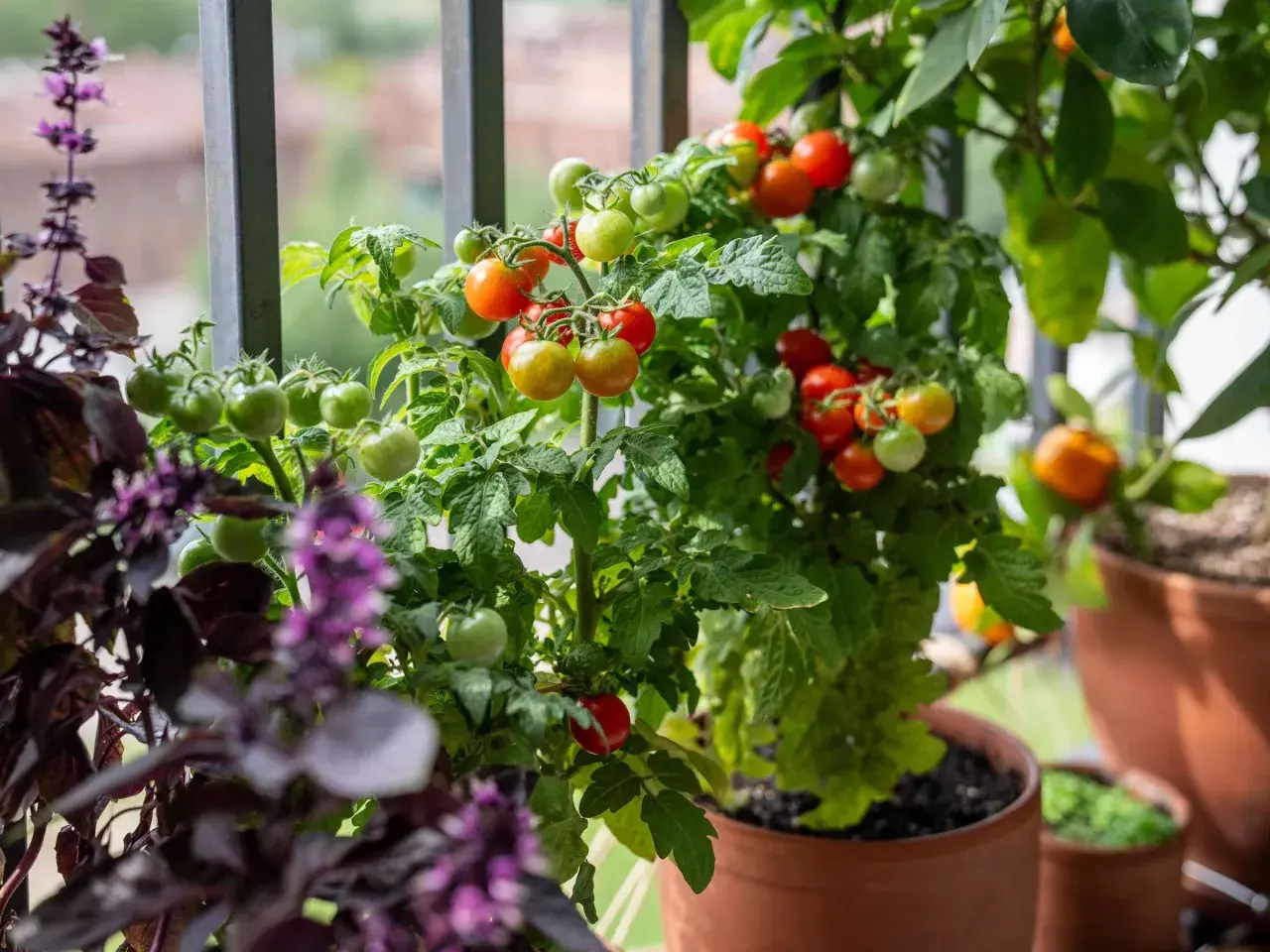 Tomatenpflanzen im Topf mit grünen und roten Früchten. Der beste Zeitpunkt, wann Tomaten pflanzen, ist im Frühling, damit sie im Sommer reifen.