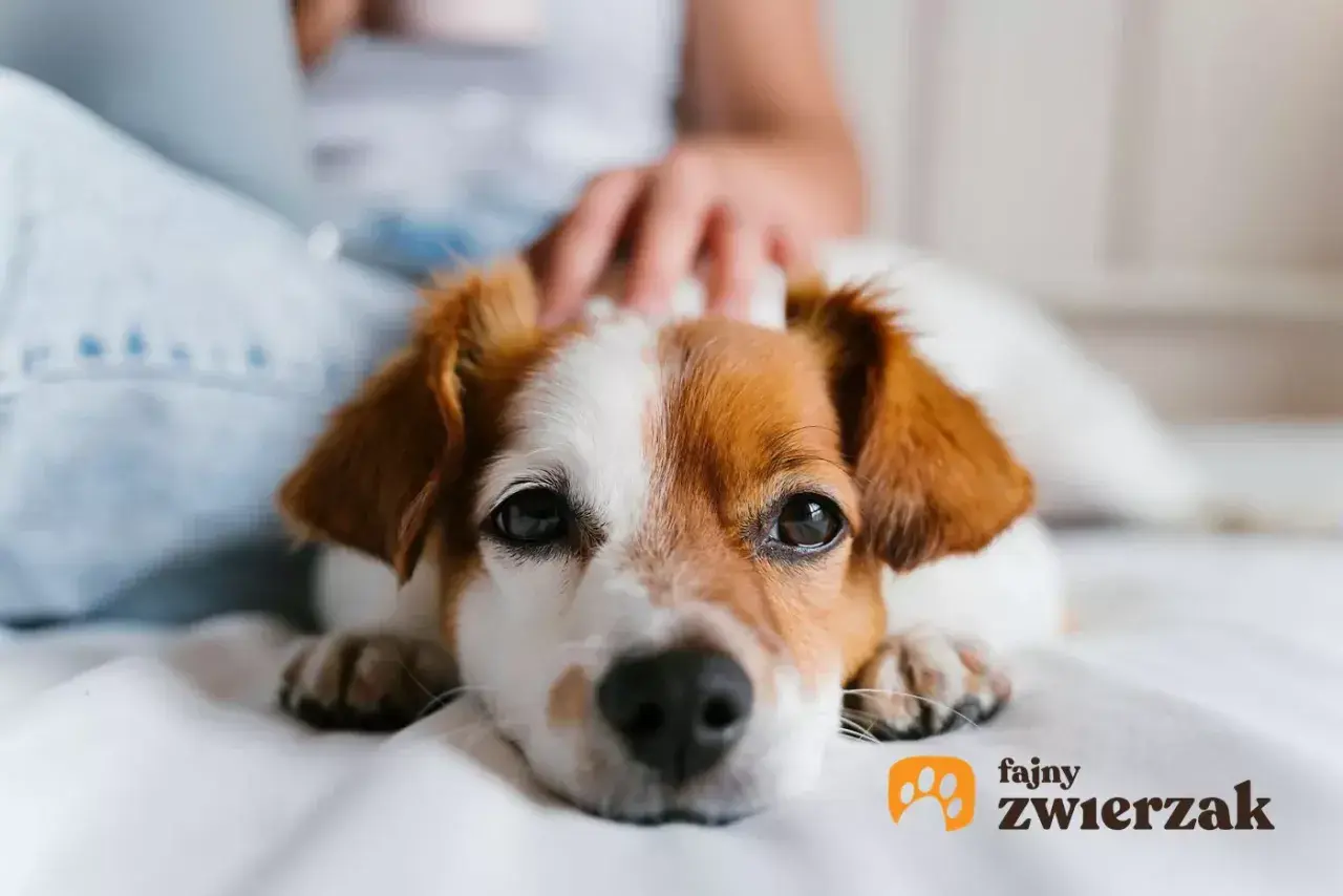 Uroczy piesek leży na łóżku, głaskany przez właściciela. Zastanawiasz się nad ludzkim calcium dla psa dawkowanie?