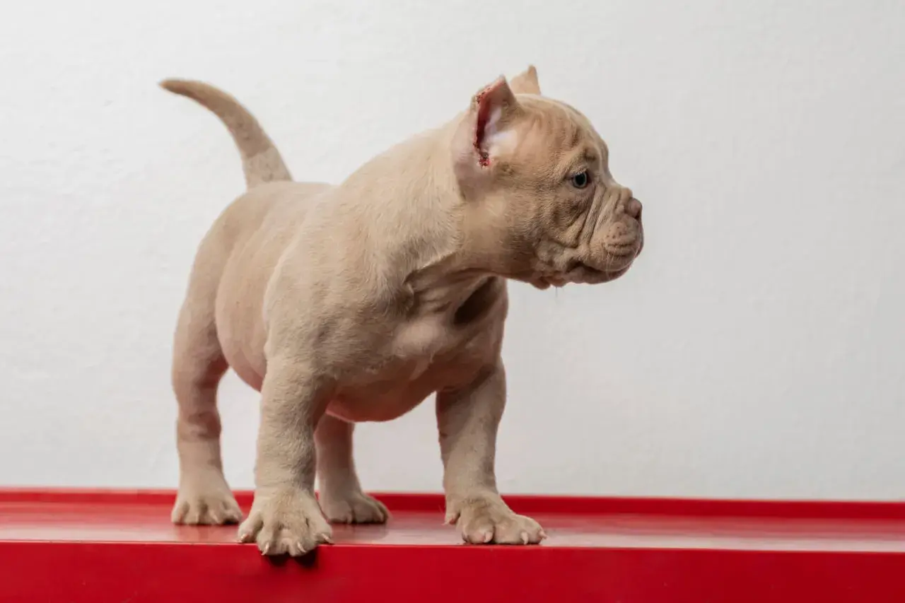 Uroczy szczeniak rasy american bully mini, o beżowym umaszczeniu, stoi na czerwonej powierzchni.
