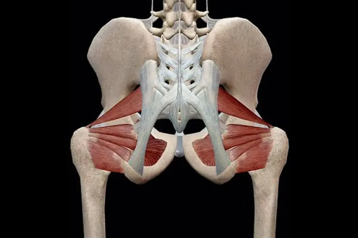 Anatomia funkcjonalna miednicy i stawów biodrowych, ukazująca mięśnie pośladkowe i zginacze bioder.