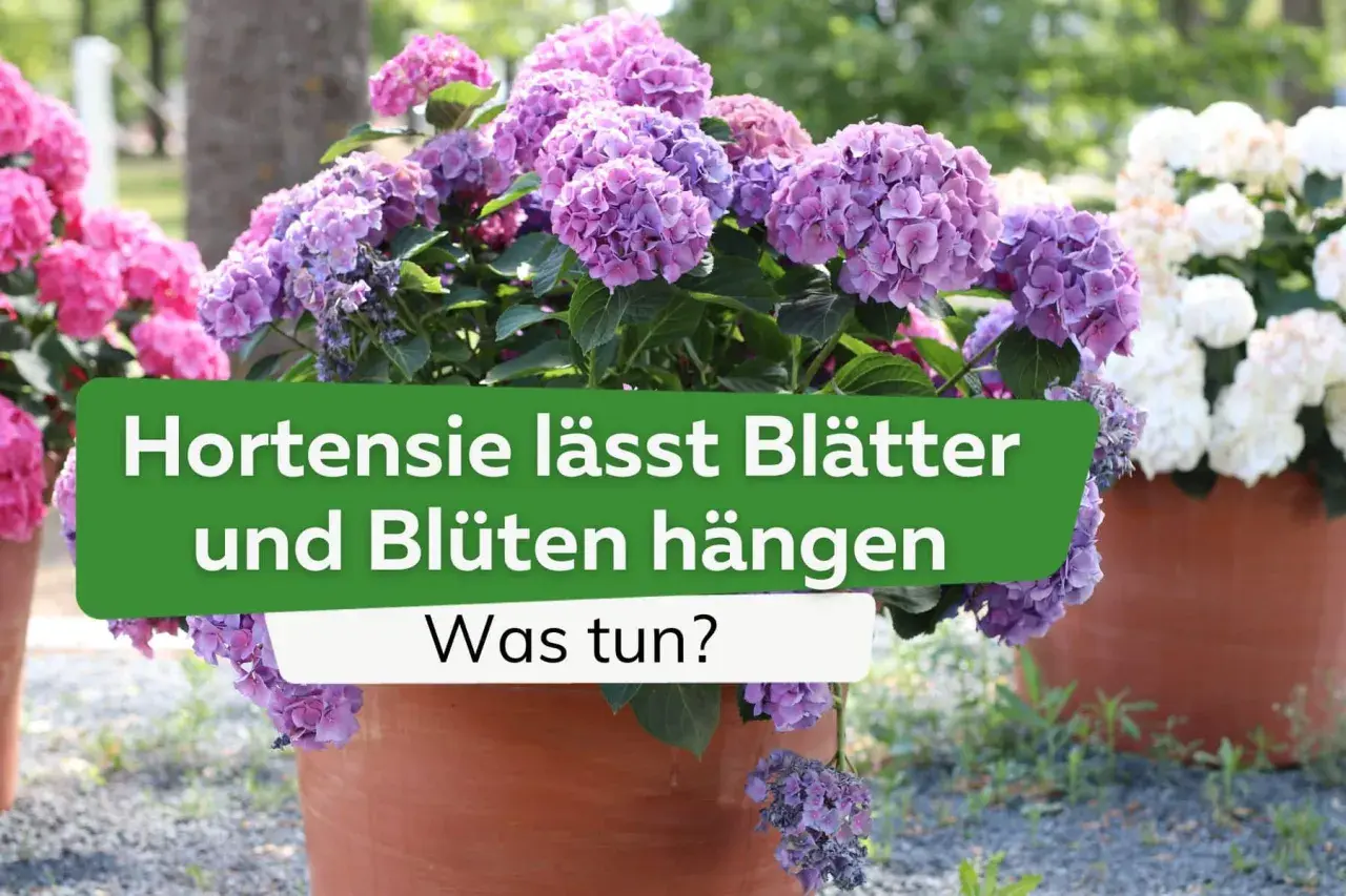 Schlaffe Hortensie trotz Wasser? Lila und pinke Blüten hängen traurig herab. Was tun, wenn die Hortensie schlapp ist?