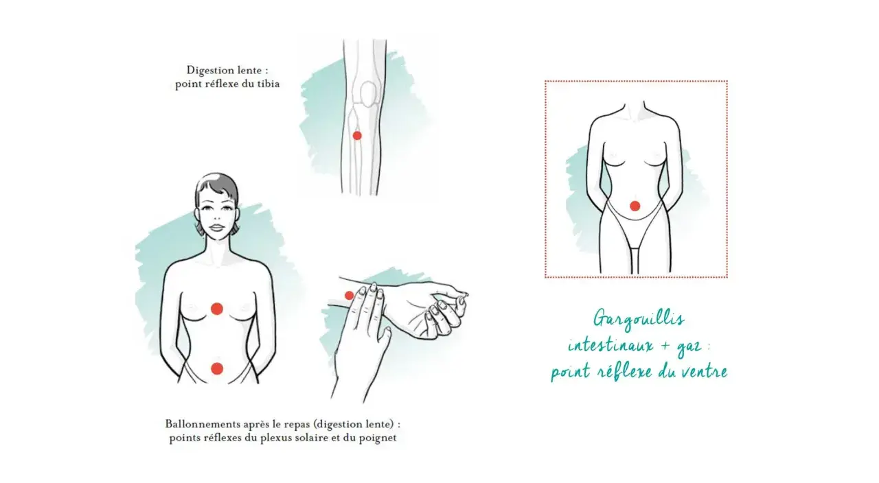 Points réflexes pour soulager ballonnements et digestion lente. Un massage abdominal peut aider.
