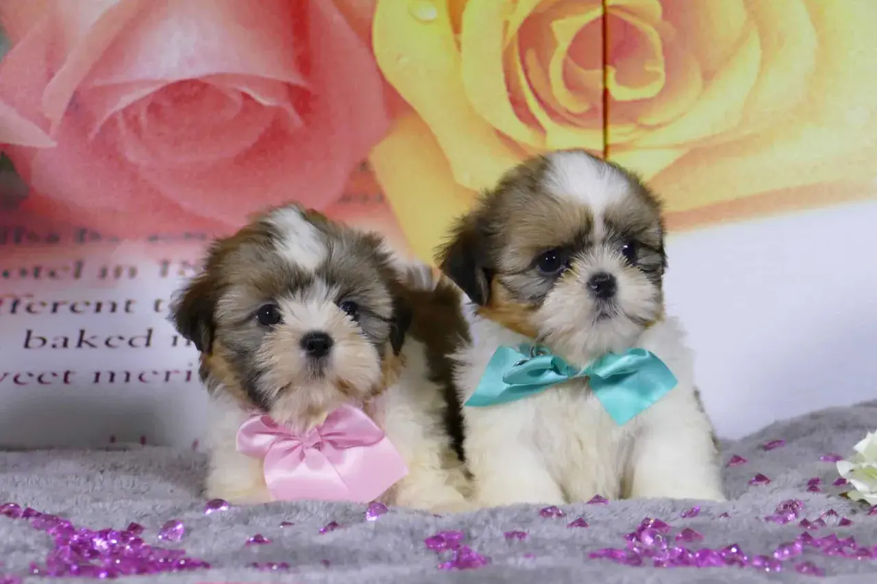 Dos adorables cachorros shih tzu, uno con un lazo rosa y otro con uno turquesa, posan sobre un fondo floral.