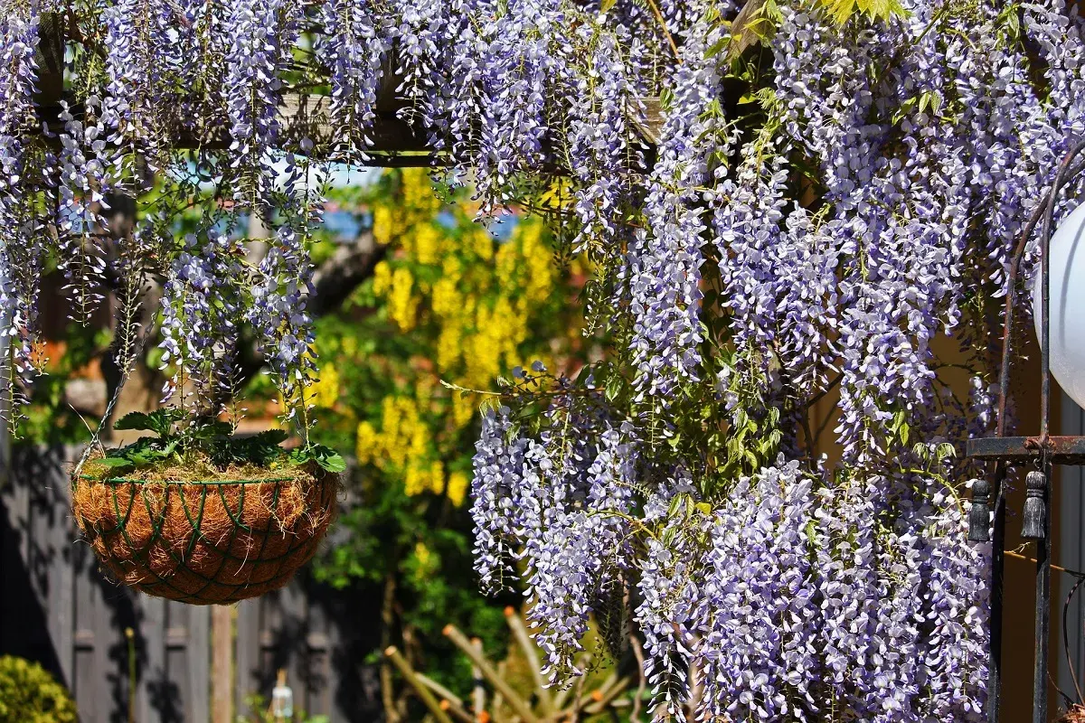 Cascate di glicine viola adornano un balcone in pieno sole, con un cesto appeso e un giallo acceso sullo sfondo.