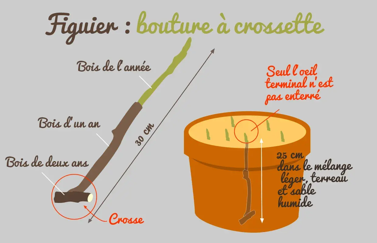 Illustration montrant comment préparer une bouture de figuier à crossette. La bouture de 30 cm est plantée dans un pot avec un mélange léger, terreau et sable humide.