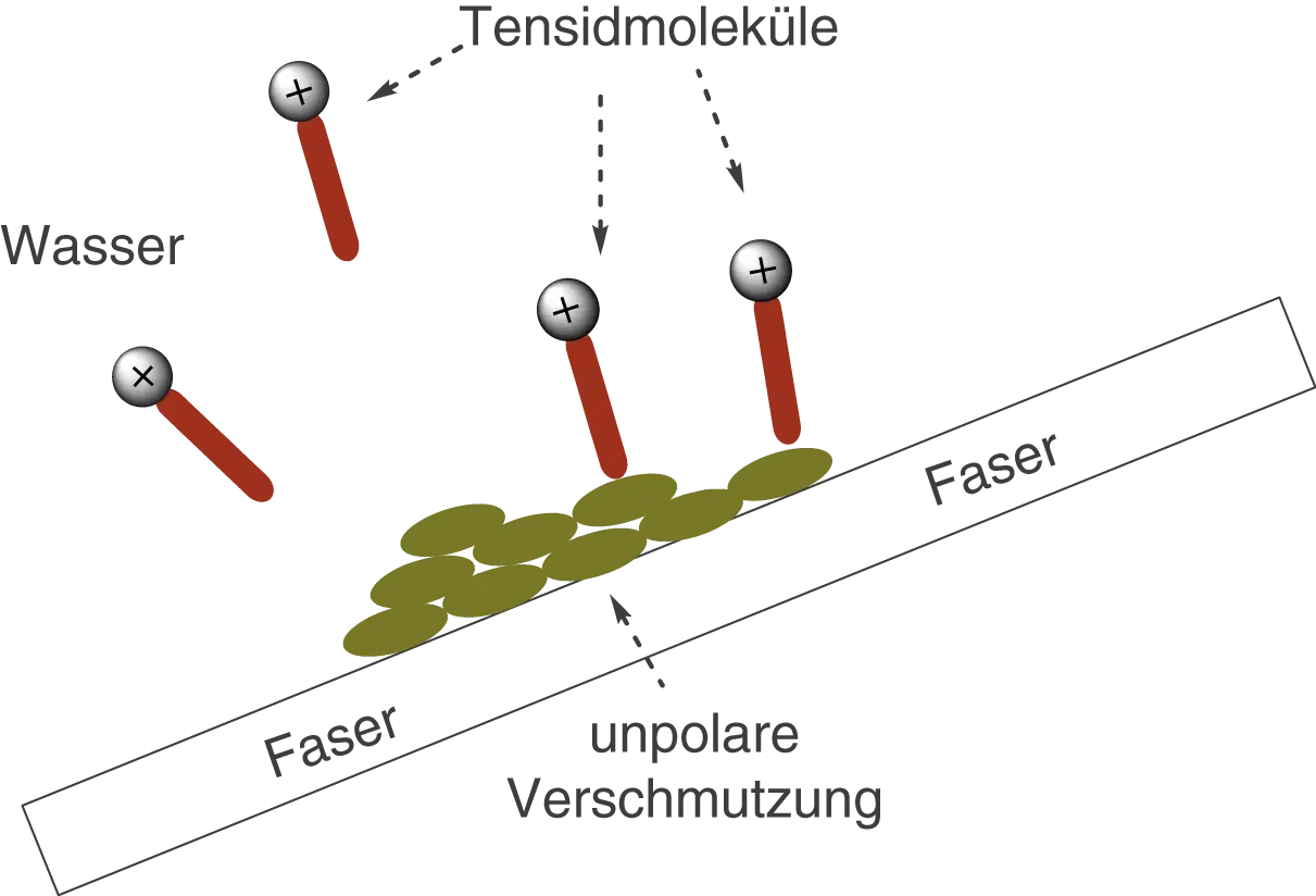 Tensidmoleküle umgeben unpolare Verschmutzung auf Fasern. Sie helfen, Wasser und Fett zu verbinden, was sie zu nützlichen Reinigungsmitteln macht.