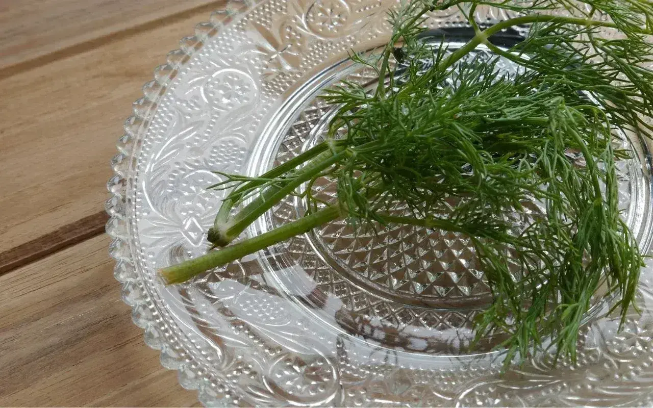 Świeży koperek na ozdobnym talerzyku. Dowiedz się, jak przechowywać koperek, by był zawsze aromatyczny i zielony.