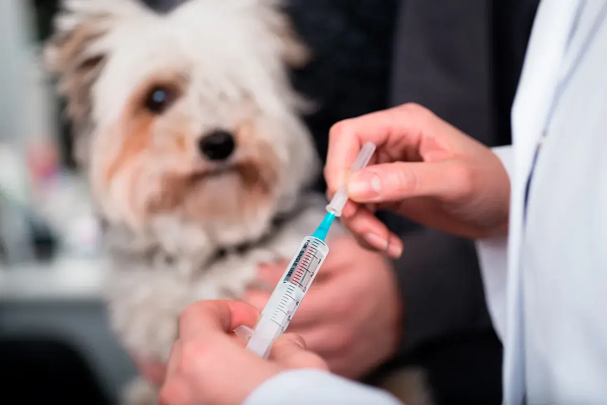 Veterinario administra inyección a perro con posible enfermedad de Addison.