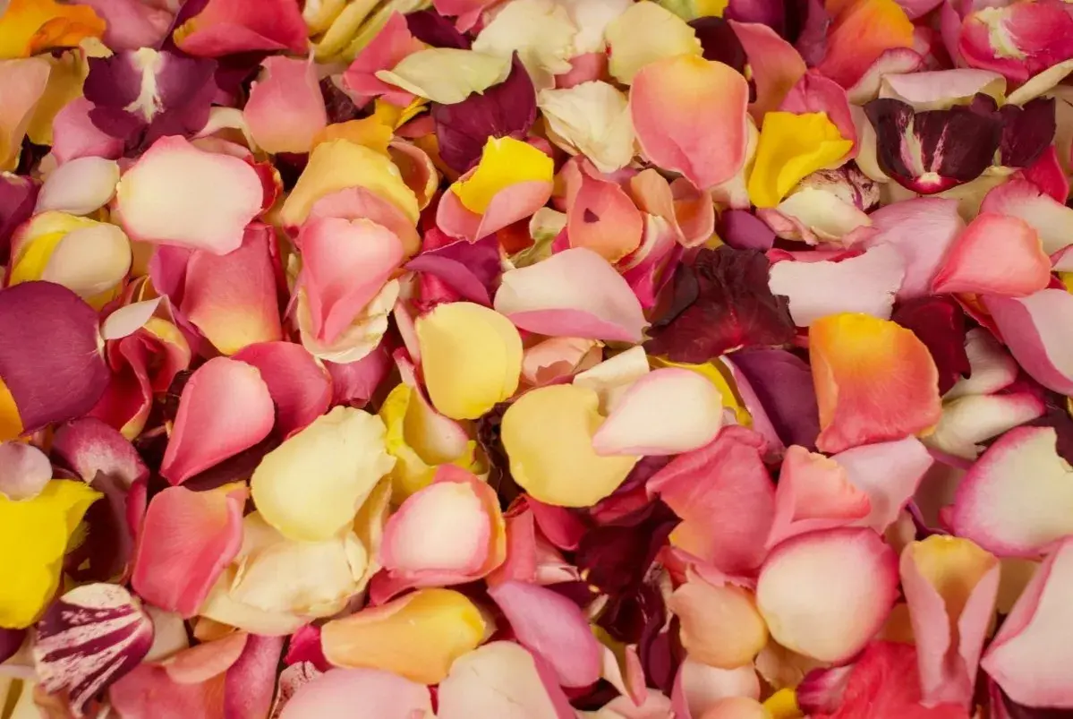 Un tapis de pétales de rose multicolores, un pétale de rose jaune pâle se mêle à des teintes roses et pourpres.