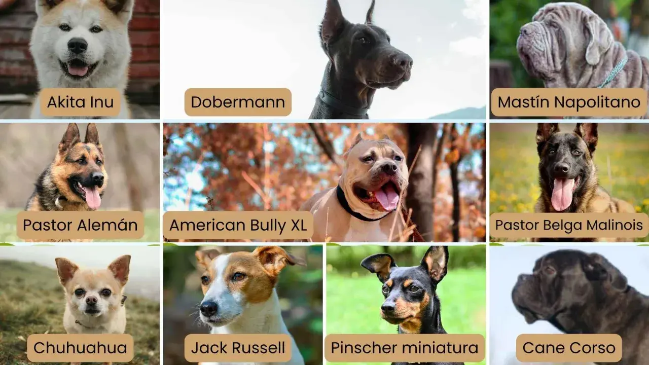 Collage de perros: Akita Inu, Dobermann, Mastín Napolitano, Pastor Alemán, American Bully XL, Pastor Belga Malinois, Chihuahua, Jack Russell, Pinscher miniatura y Cane Corso. Algunas de estas razas de perros peligrosos son fuertes y protectoras.