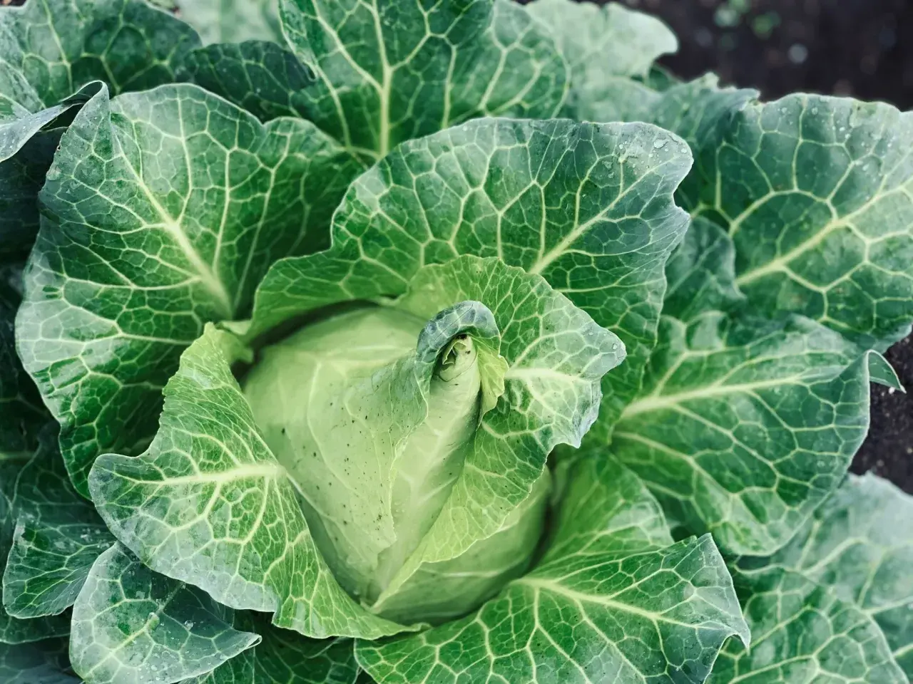 Ein frischer Spitzkohl im Feld, bereit für die spitzkohl erntezeit. Die grünen Blätter sind von feinen Adern durchzogen und glänzen leicht.