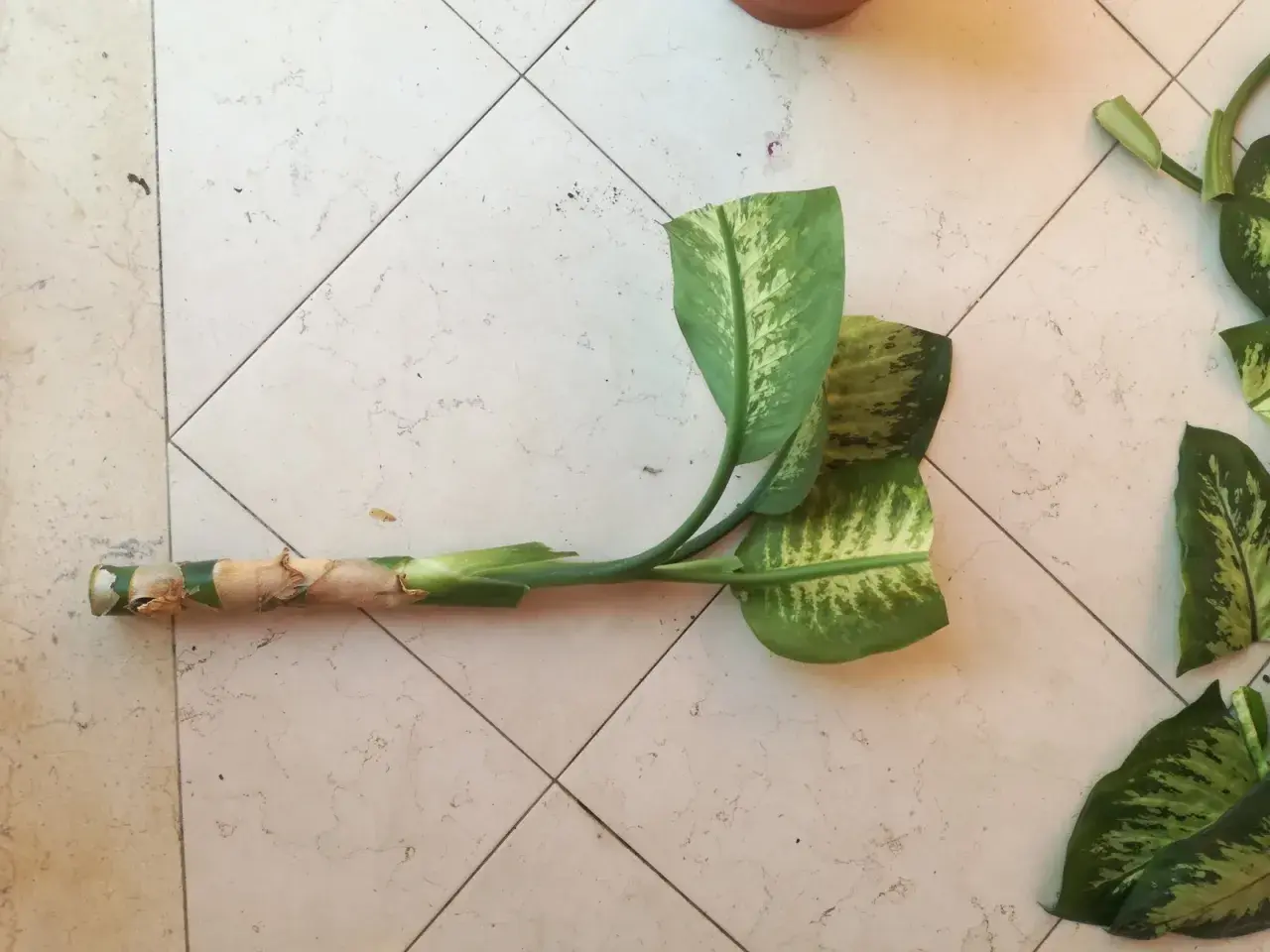 Tale di Dieffenbachia con foglie maculate, pronta per la cura e la propagazione.