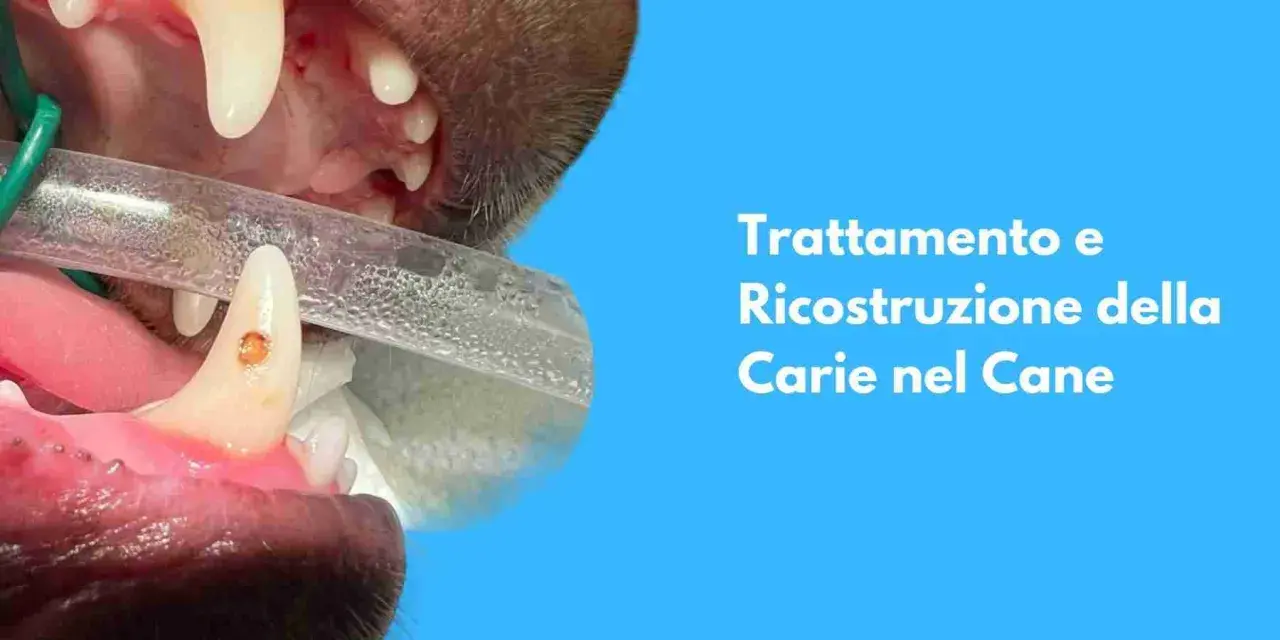 Primo piano di un dente canino di cane con una carie in fase di trattamento.