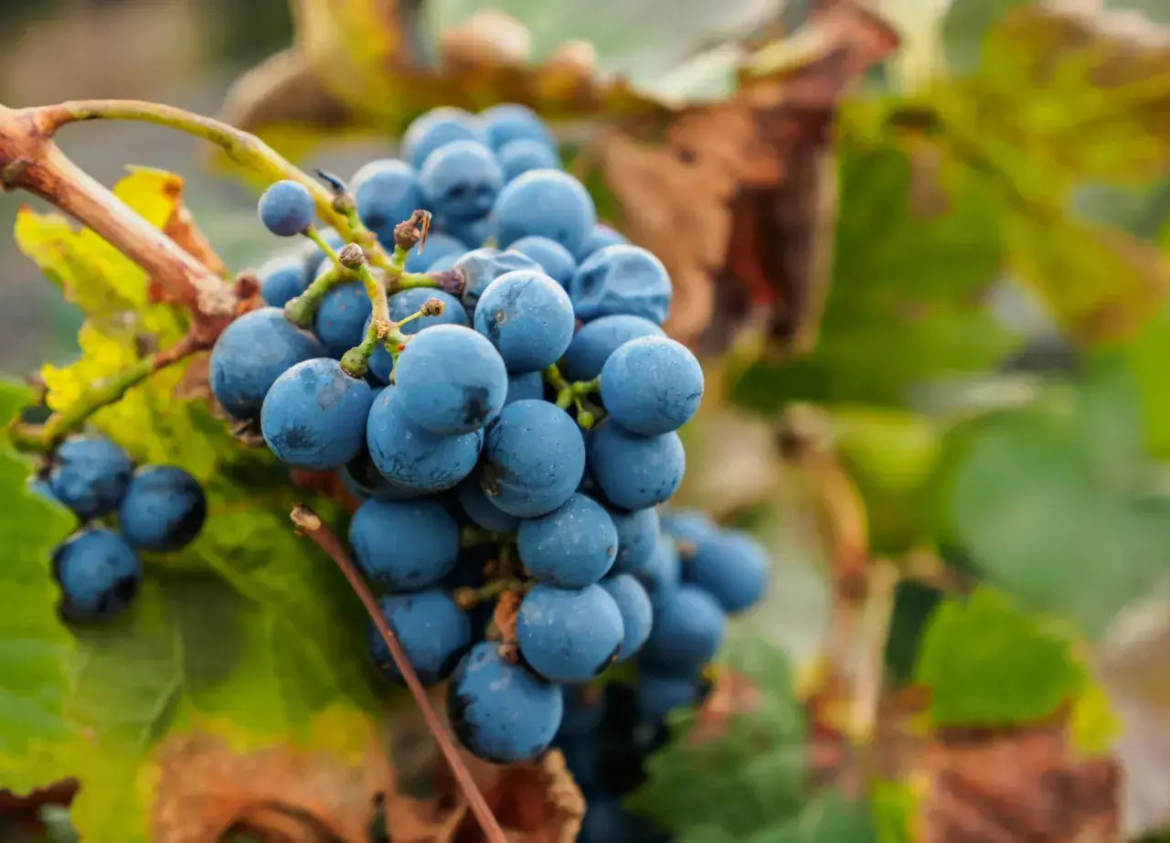 Grappes de vin malbec mûres, prêtes à être récoltées dans leur région d'origine.