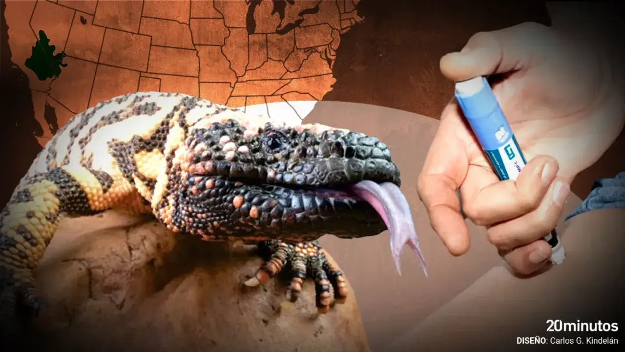 Un monstruo de gila bebé, con su lengua bífida rosada, se asoma cerca de una mano que sostiene una pluma de insulina. Un mapa de EE. UU. se ve al fondo.