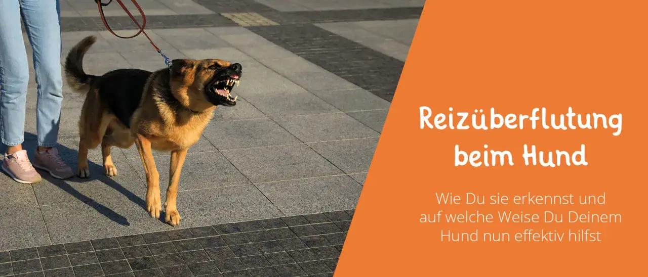 Ein wütender Hund reagiert auf alle Reize, bellt und zeigt die Zähne. Daneben steht ein Mensch mit Jeans und Turnschuhen.