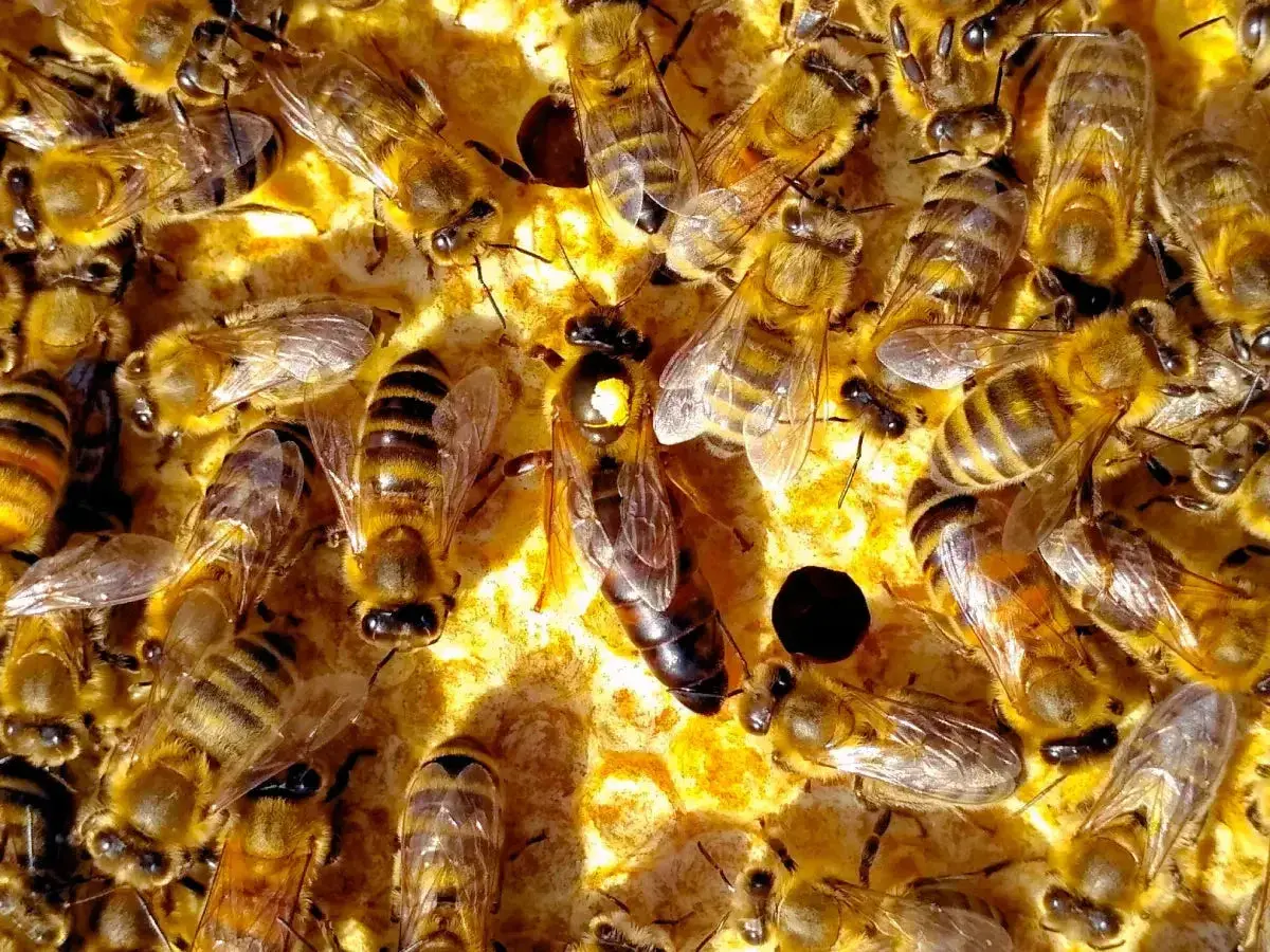 Rój pszczół pracowicie buduje plastry, pokazując, jak zrobić kit pszczeli. Królowa i robotnice w akcji.