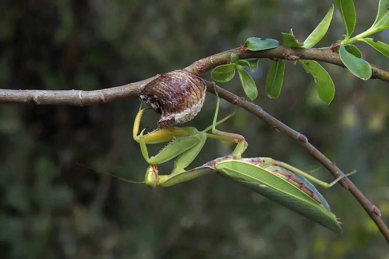 Mantide verde, la più grande del mondo, si aggrappa a un ramo vicino al suo ootecha.