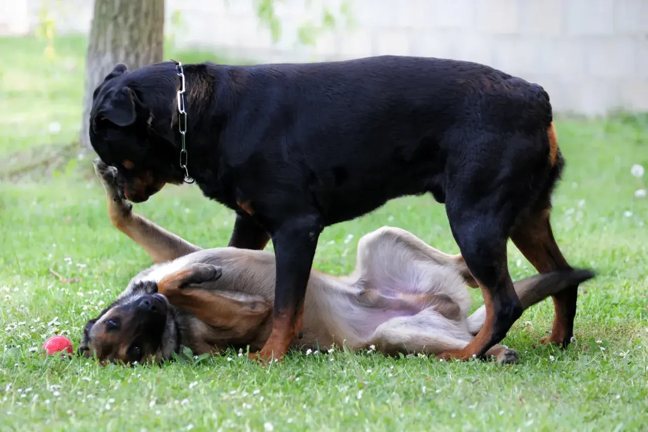 Rottweiler stoi nad leżącym na plecach psem, który wygląda, jakby uczył się, jak zdominować psa.