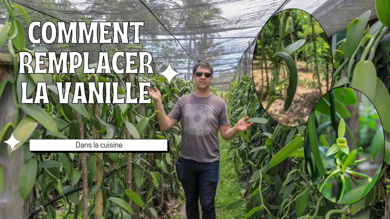 Un homme se tient dans une plantation de vanille, montrant comment remplacer la gousse de vanille dans la cuisine. Gros plans sur une gousse et une fleur de vanille.