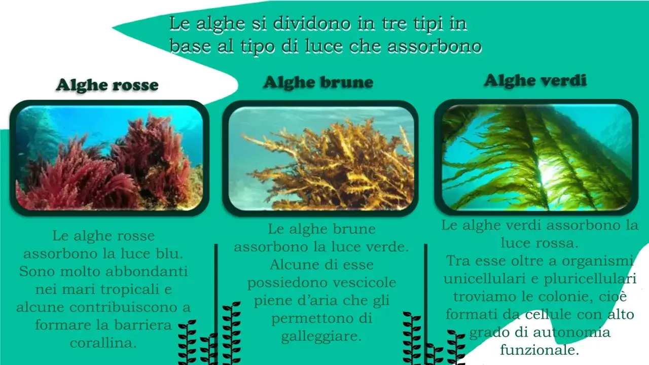 Alghe rosse, brune e verdi: tre tipi di alghe marine che assorbono luce diversa. Le rosse assorbono blu, le brune verde, le verdi rossa.
