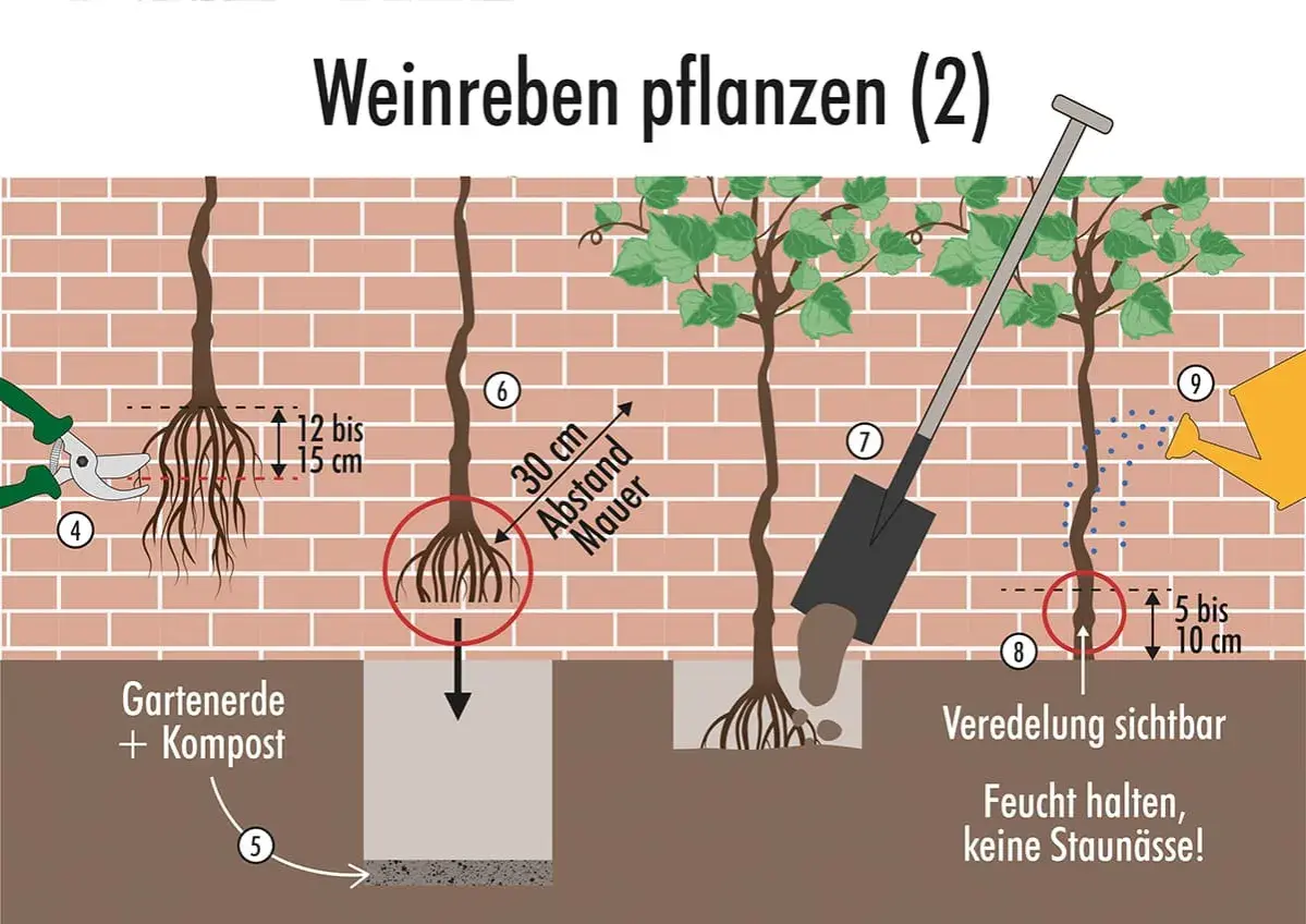 Schritt-für-Schritt-Anleitung zum Wein pflanzen: Wurzeln kürzen, Pflanzloch vorbereiten, Wein einsetzen und Erde auffüllen. Abstand zur Mauer beachten.