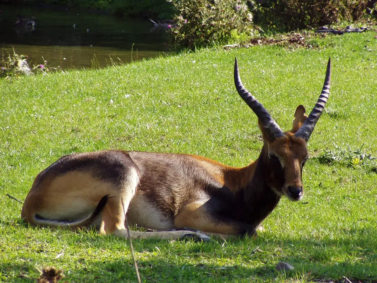 Un cobo del Nilo descansa en la hierba verde, con sus cuernos curvados apuntando al cielo.
