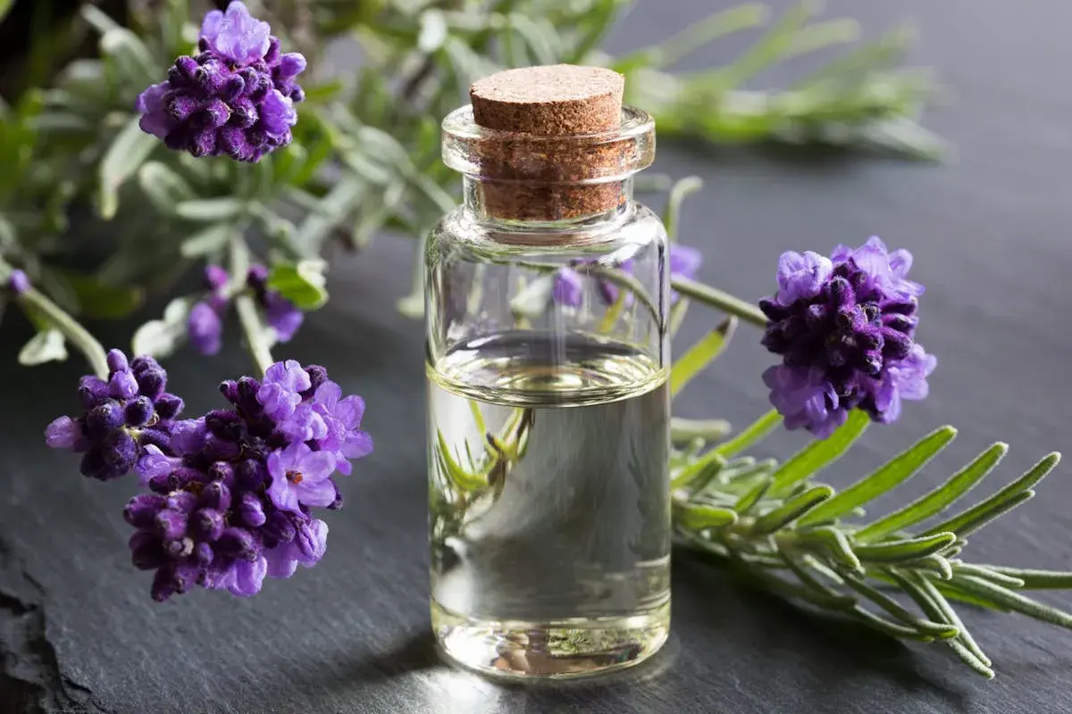 Huile de lavande dans un flacon, entourée de fleurs de lavande. Idéal pour apprendre comment faire de l'huile de lavande.
